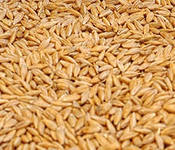 продам зерно пшеница, ячмень, кукуруза, овес
